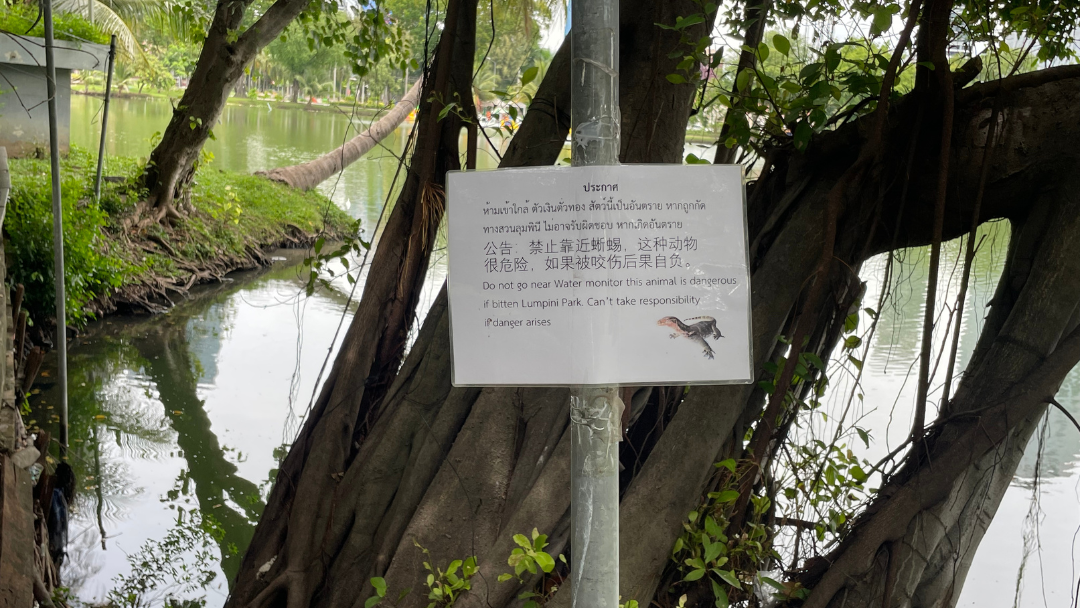 lumpini park, Water lizards, Bangkok, Thailand