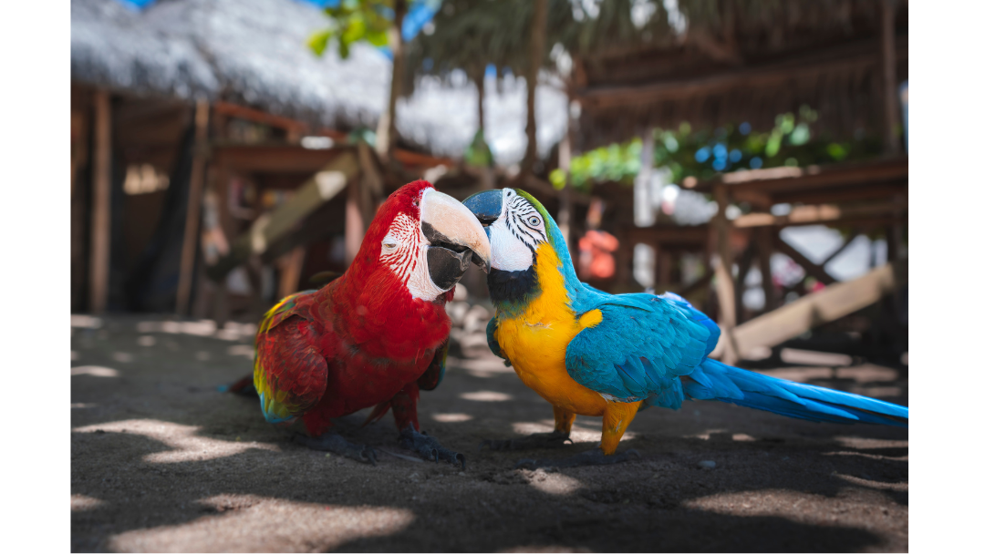 Parc de Aves, Pocos de Caldas, Brazil